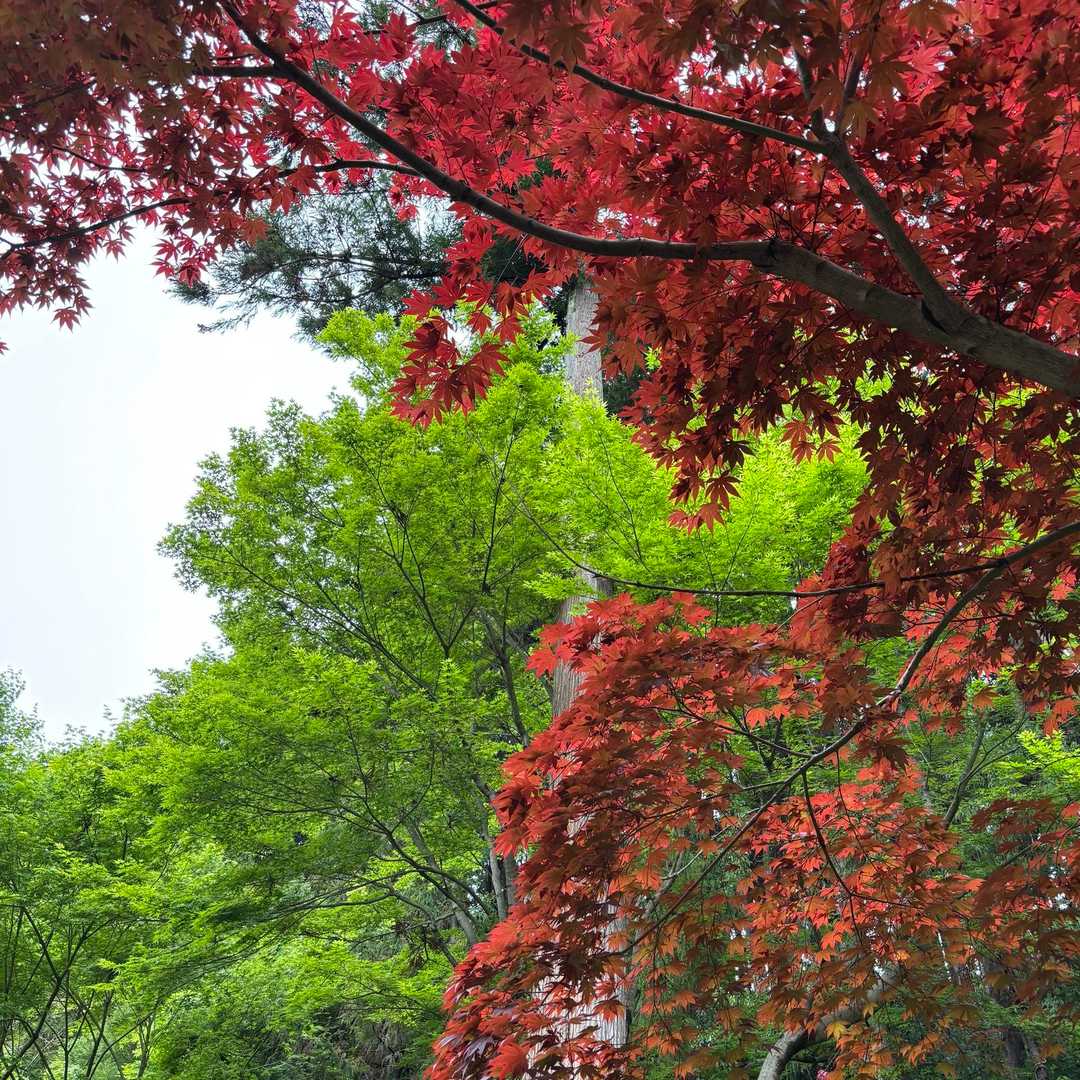 【紅葉と青葉】
ひと休み〜😌