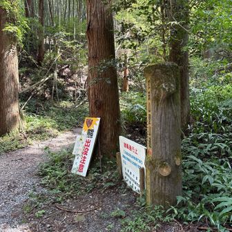 二上コースの登山口に合流。くまさん看板から先だったね