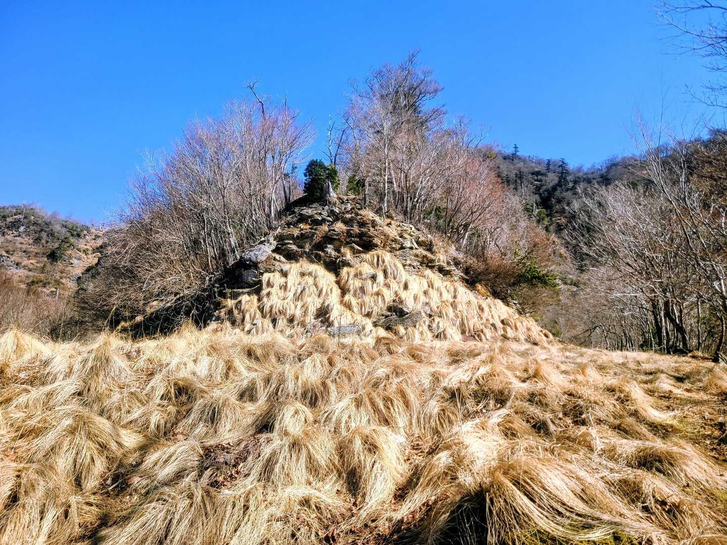 毛の長い犬が沢山いるように見えた景色です🤣