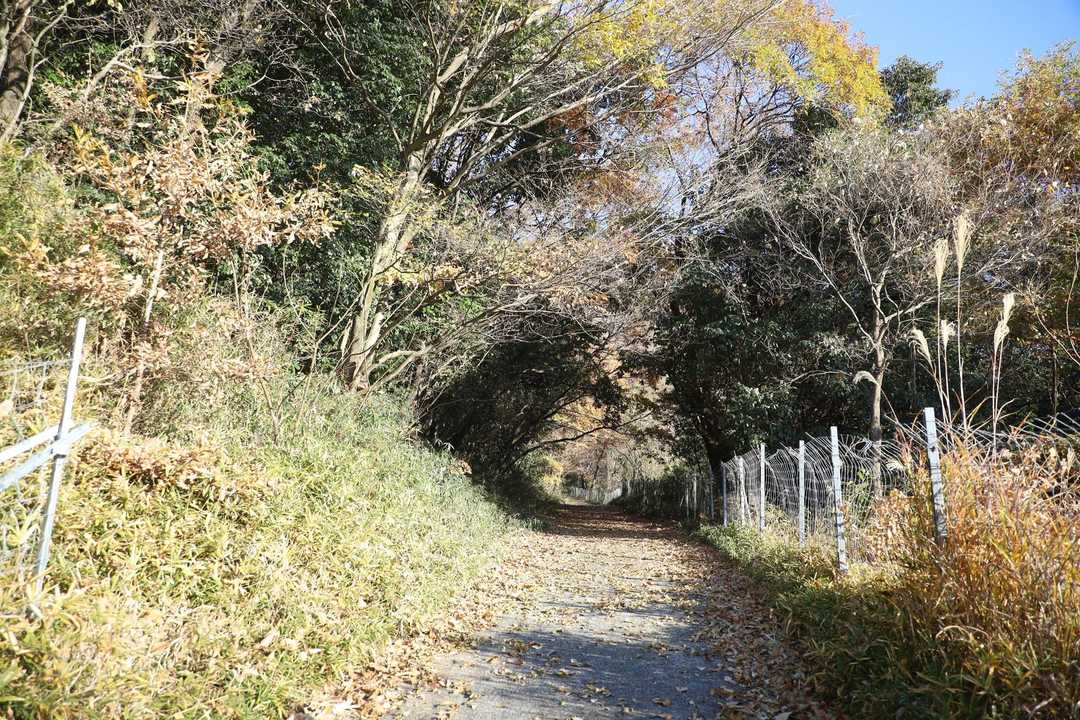 しばらく舗装路