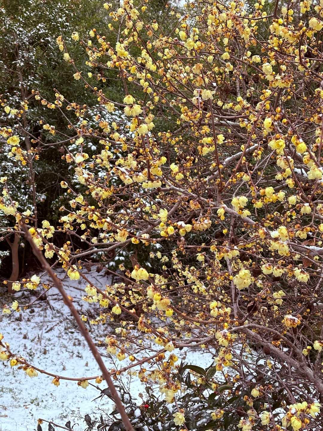 駅近くの蝋梅の花