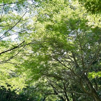 分かりづらいですが
もみじ　憶えていたらまた秋に来よう