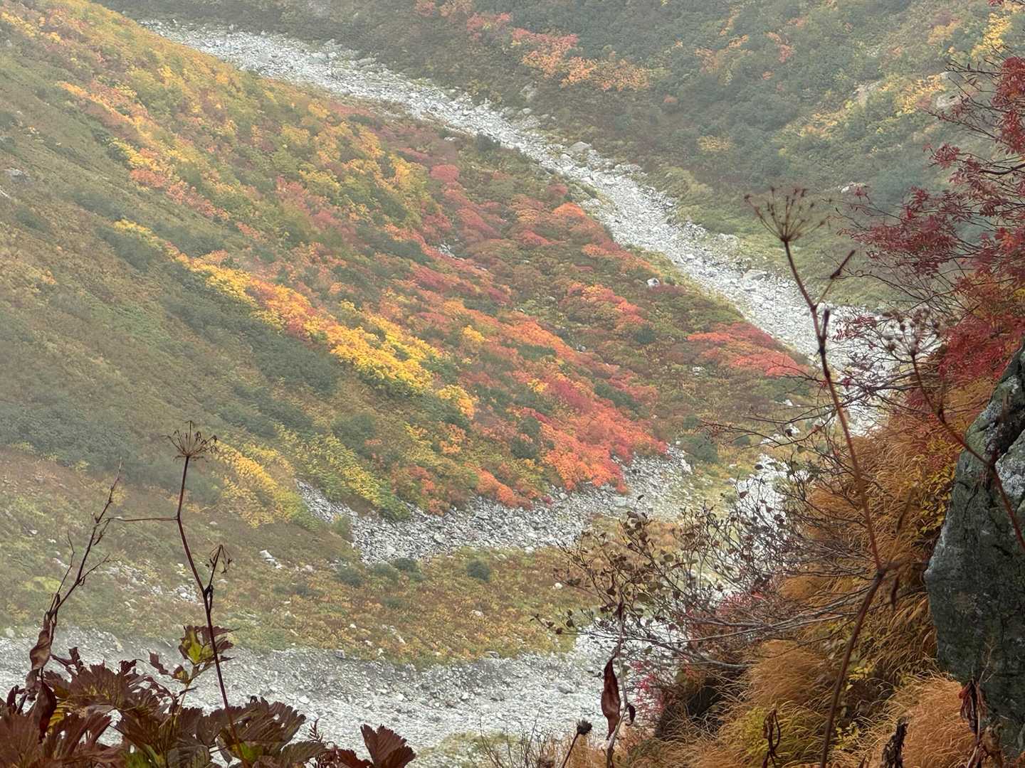 色鮮やかな紅葉があちこちに🍁