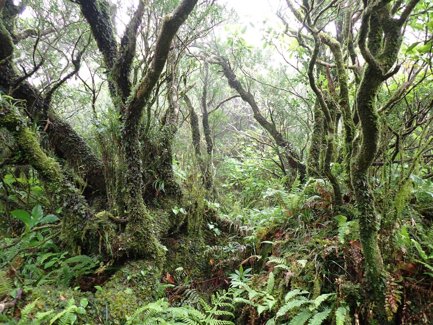 原生林の中を気持ちよく進む。