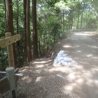 ここでダイトレが林道と交差するので、左のダイトレの階段を下ると