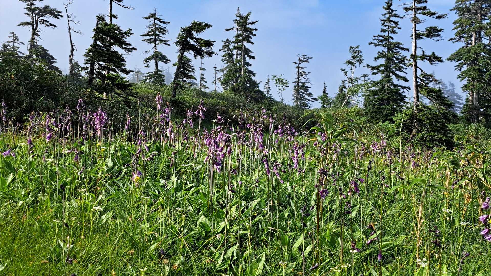 タチギボウシの群生地よ
