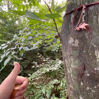 おっしゃ！

小浜コースに合流しました！

ヨーロッパ松コース、結局「修行」と呼べる程の藪漕ぎはありませんでしたね＾＾

小浜との分岐にはオレンジ色の狐のキーホルダーが(・∀・)
これは可愛い＆分かり易い。

設置された方、いいセンスしてます(ー∀ー)d