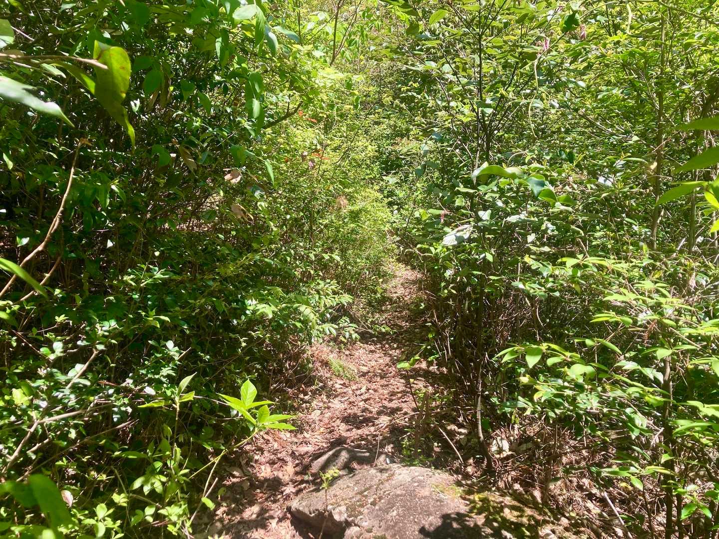 山道に草木がでしゃばってきてる
場所によっては顔もガードせねば😬