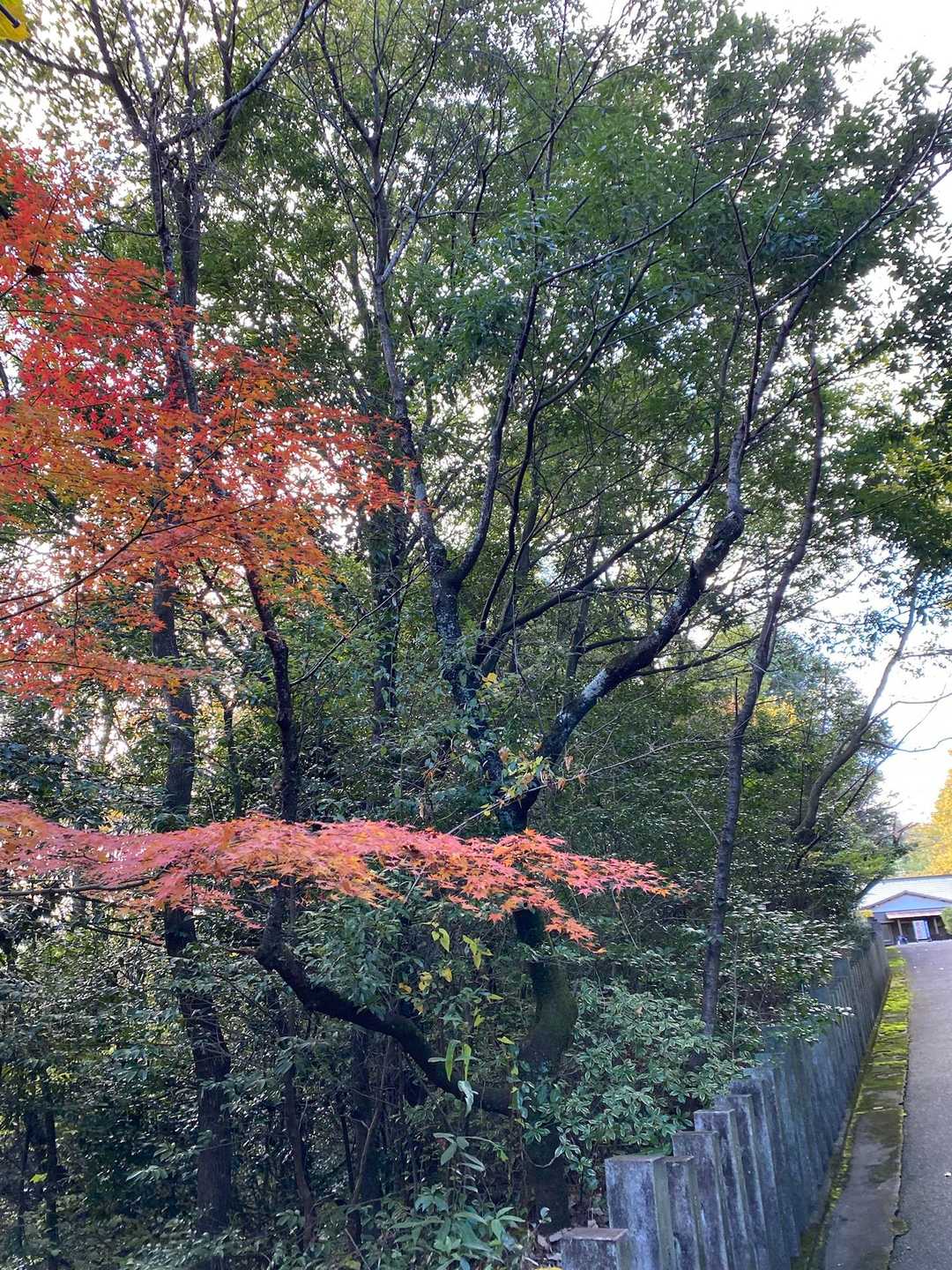 善光寺参道の紅葉🍁