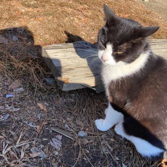 看板猫のデンさんがお出迎え