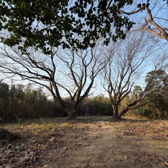 立派な山桜
テングス病もなさそうだし、春は見事だろう