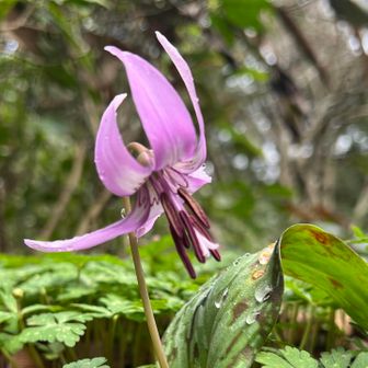 今日イチのカタクリを見つけました👍