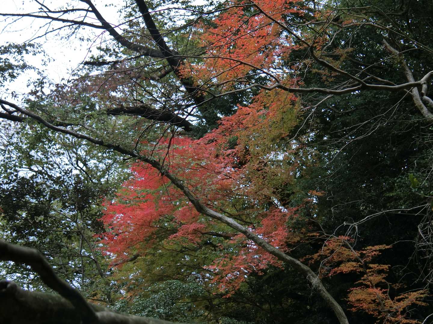 途中チラホラと紅葉