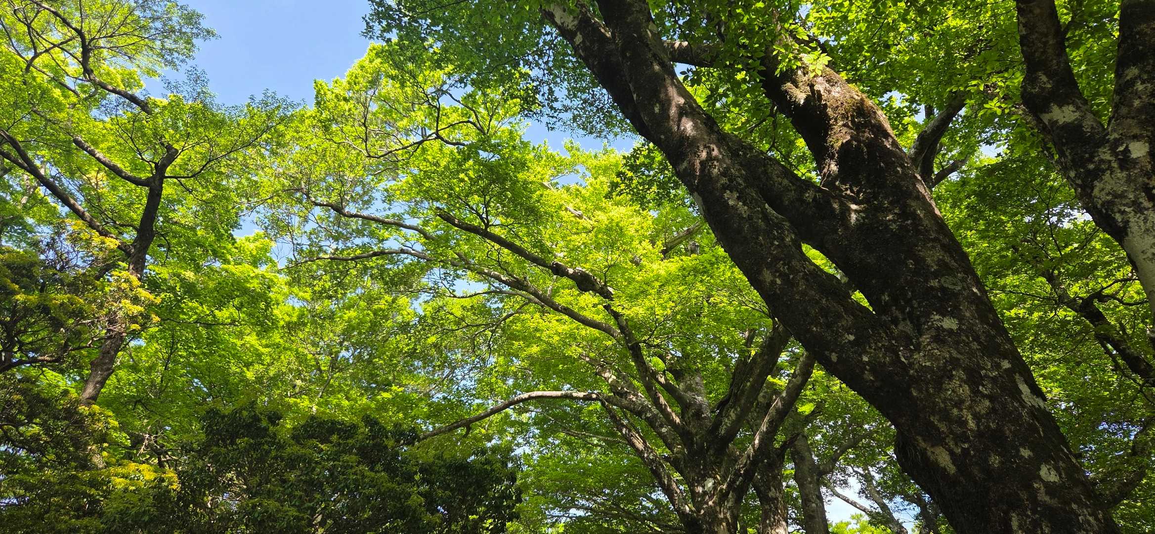 天城山 シャクナゲコースの写真