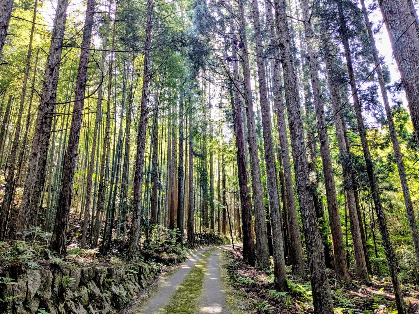三角山 周回コースの写真