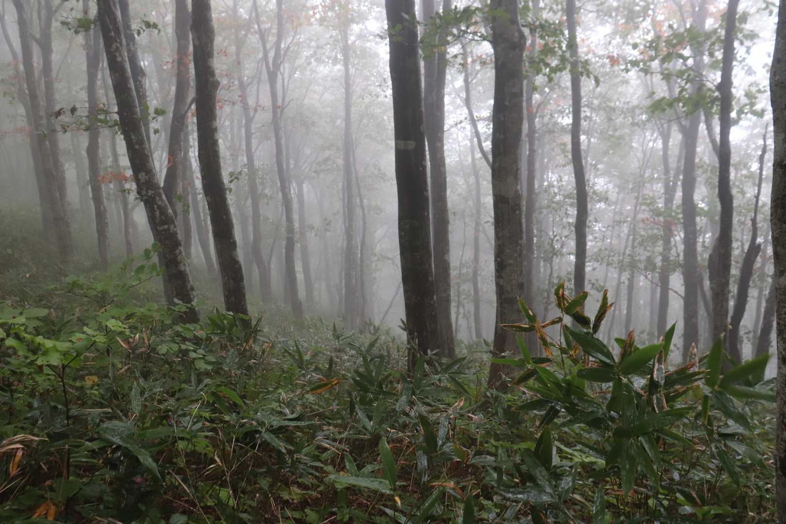 南面白山 往復コースの写真