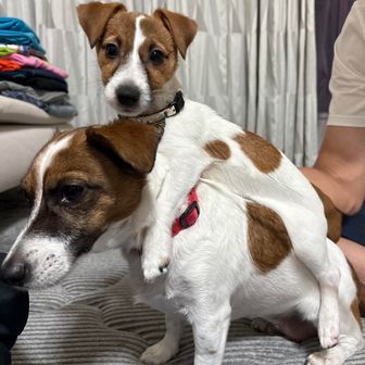 ふたりっぴき（ぞの）