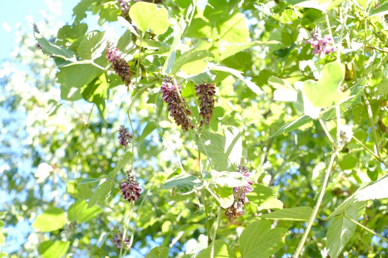登山道にたくさん、萩の様にこぼれるように散っているピンクの花びら。
見上げるとクズでした。