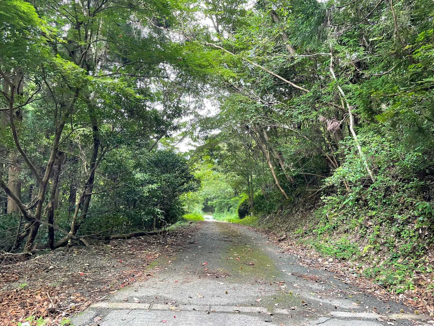 林道に戻ってきた