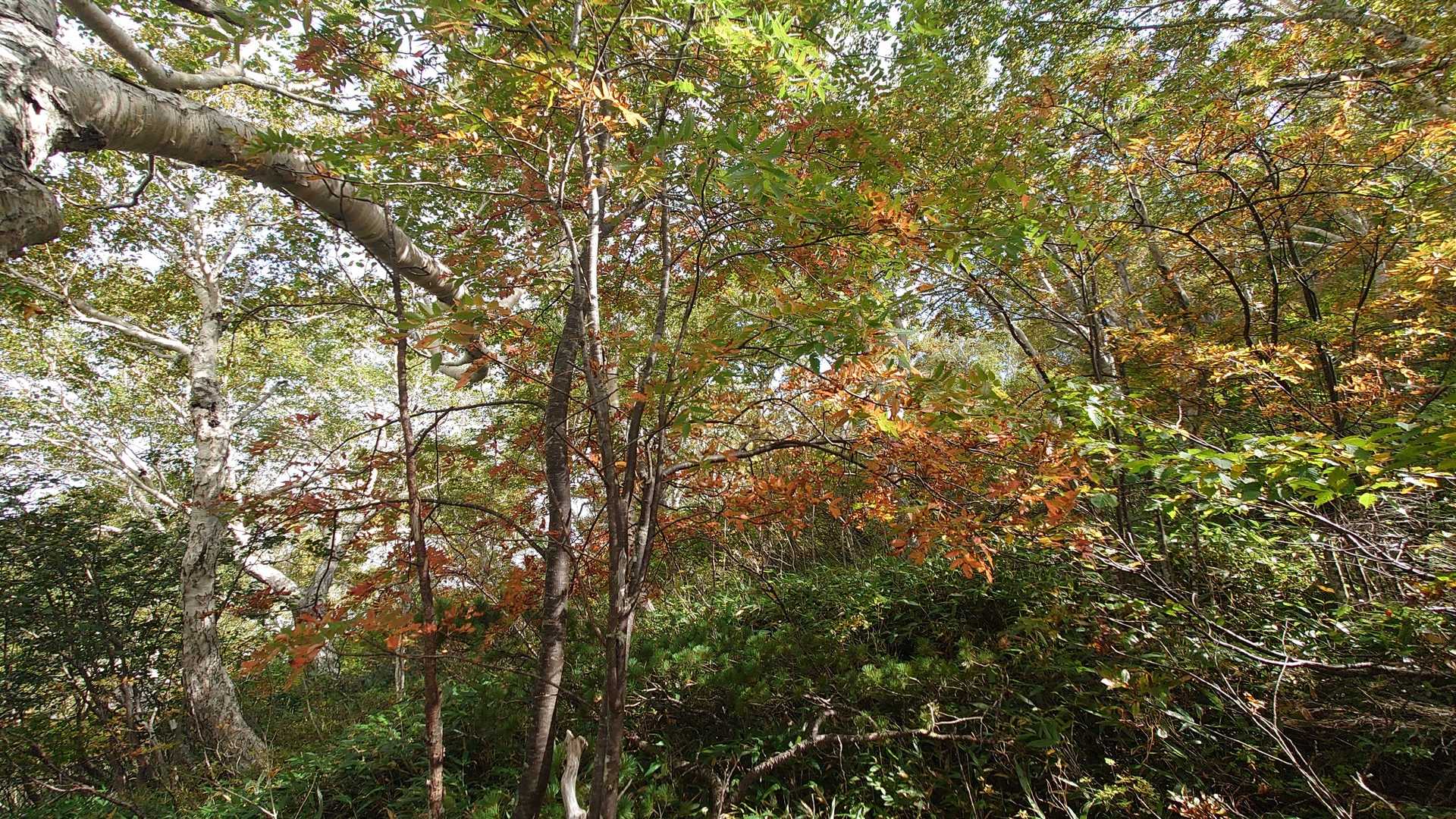 山小屋芽室岳-芽室岳 往復コースの写真