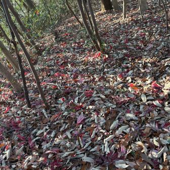 苦手な落ち葉🍂も
赤が混ざると綺麗でした✨

あとはロードを歩いて駐車場まで帰ります