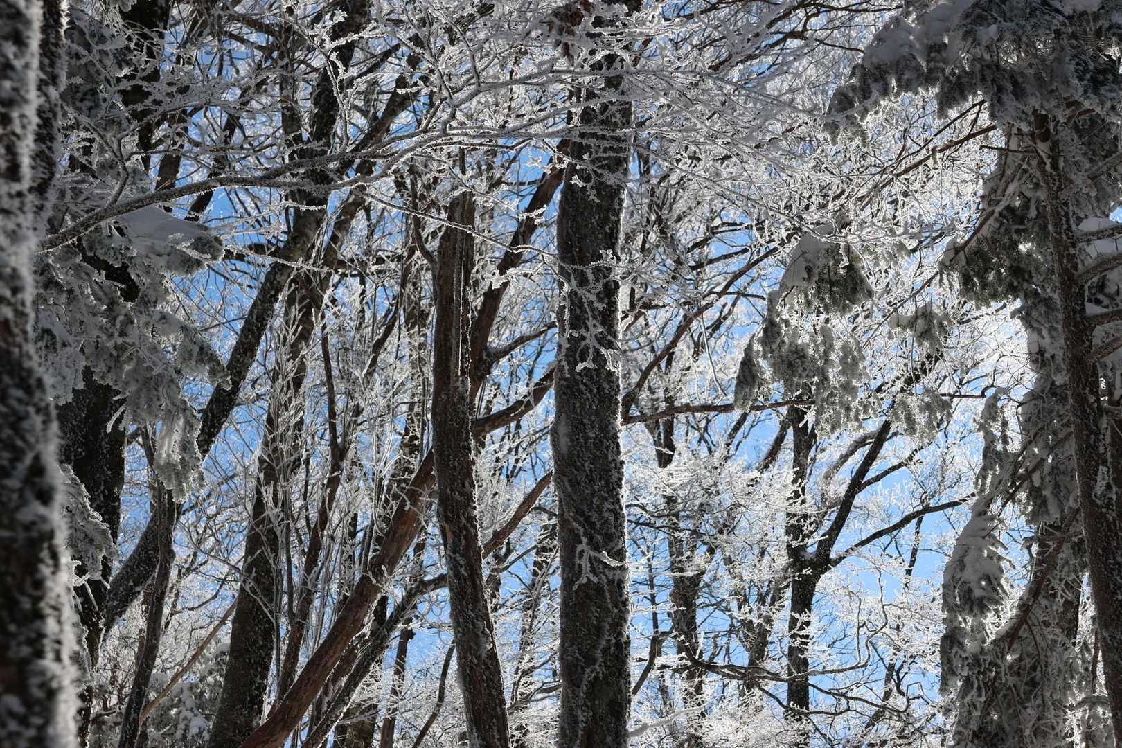 川合登山口-天女の頂 往復コースの写真
