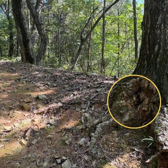 モンスズメバチの巣（拡大）。