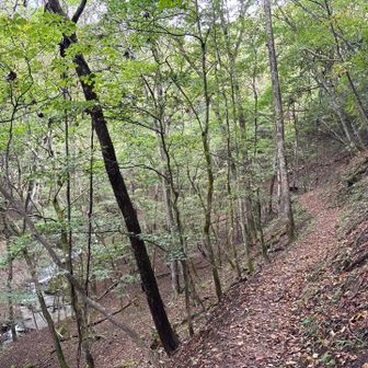 沢のせせらぎを聞きながら🚶
