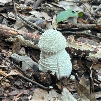 なんやこいつ🍄