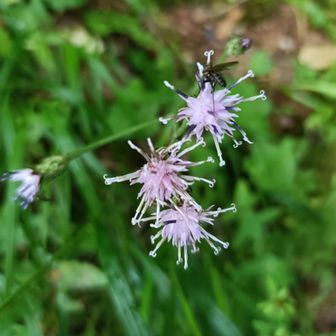 ヤハズヒゴタイ
花を撮影する時間はほぼないので毎回駆け足💦