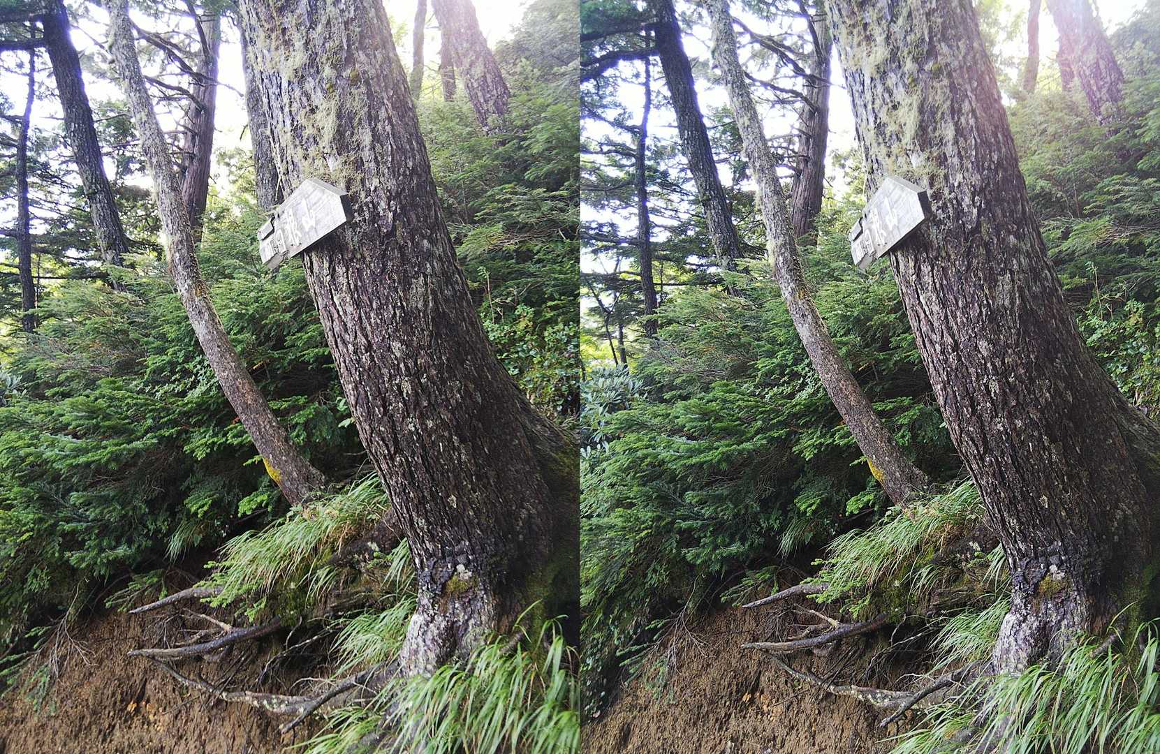前白根山-五色山-白根山登山口-湯元温泉バス停 周回コースの写真