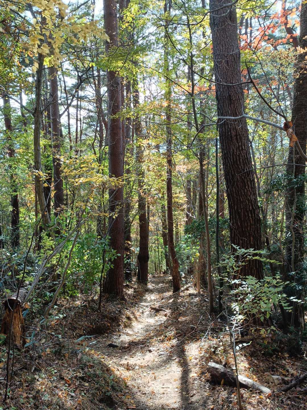 沢コース-男体山-女体山-二ッ箭山-月山新道コース 周回の写真
