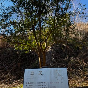 下ると果実園なる場所で幾つか実をつけてるものがありました