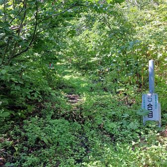 ここから本格的な登山道
道が狭くなります
