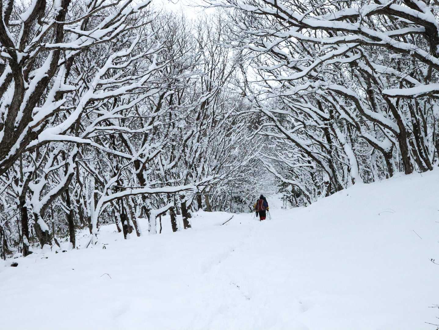 月見が丘登山口-岩樋山 往復コースの写真