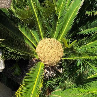 十数年に一度しか咲かないソテツの雌花
初めてみました。階段の途中から見えました！
普通ソテツは大きいので下からは見えませんよね！
この花を見ると幸せになれるとか？