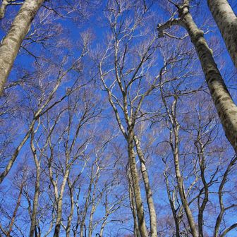 ブナ林もブルー🩵