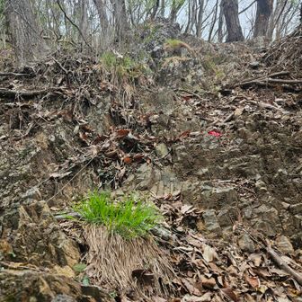 その左側から急な岩岩を登っていきます。近くの石尊山と同じ岩質