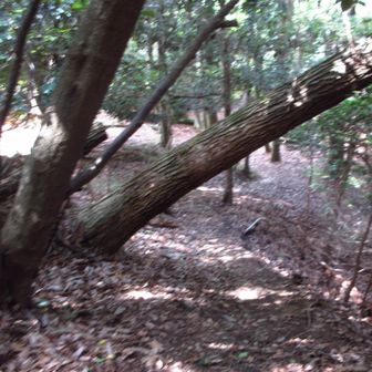 この半倒木の下をくぐる時は怖い。