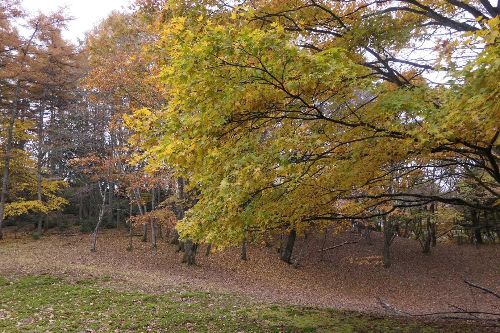 ウノタワの紅葉。