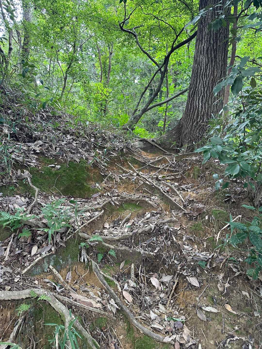 意外と山登りだった😆