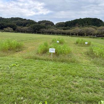 改良コスモスだそうです