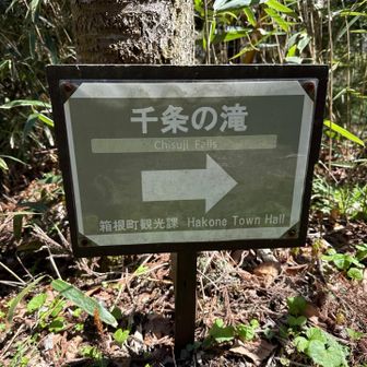 ちすじのたき、せんじょうではなかった🤣