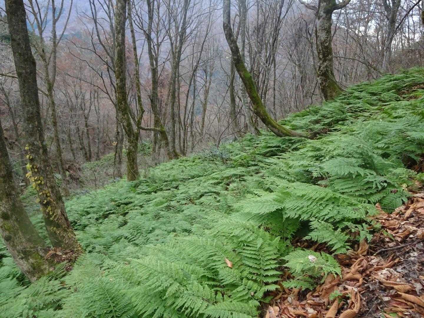 シダ植物がたくさんありました。