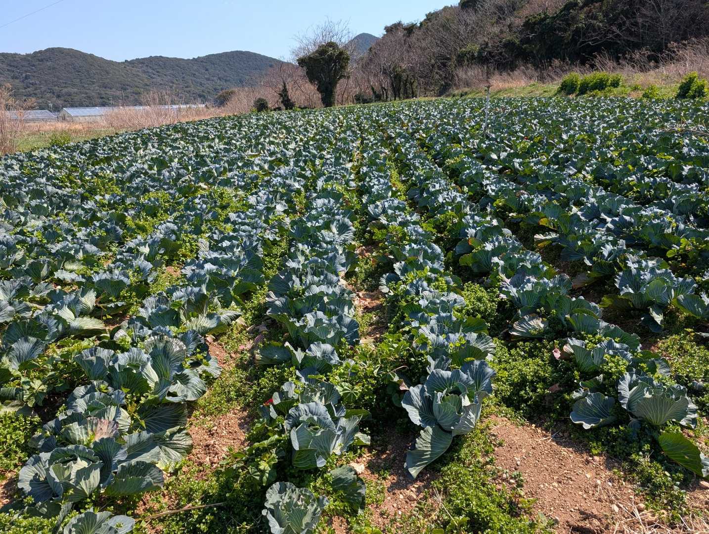 キャベツ🥬畑