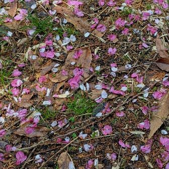 濃いピンク🩷、白はソメイヨシノ