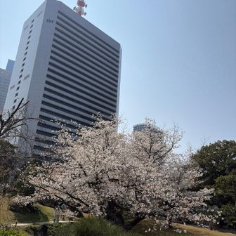 こちらのソメイヨシノは見ごろ。