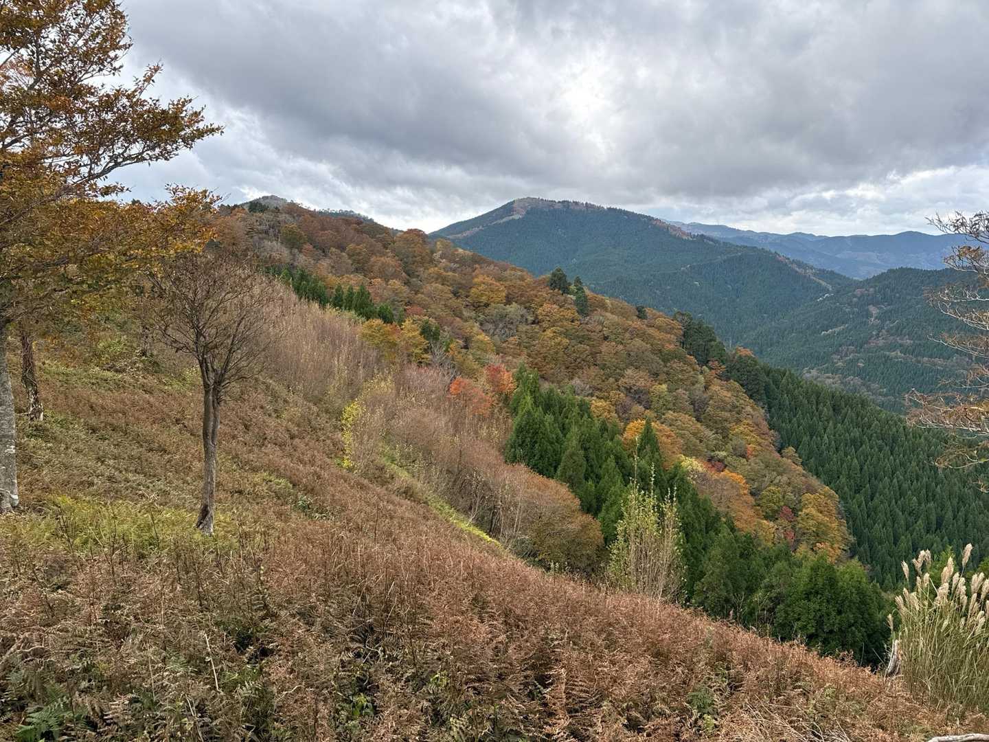 紅葉🍁