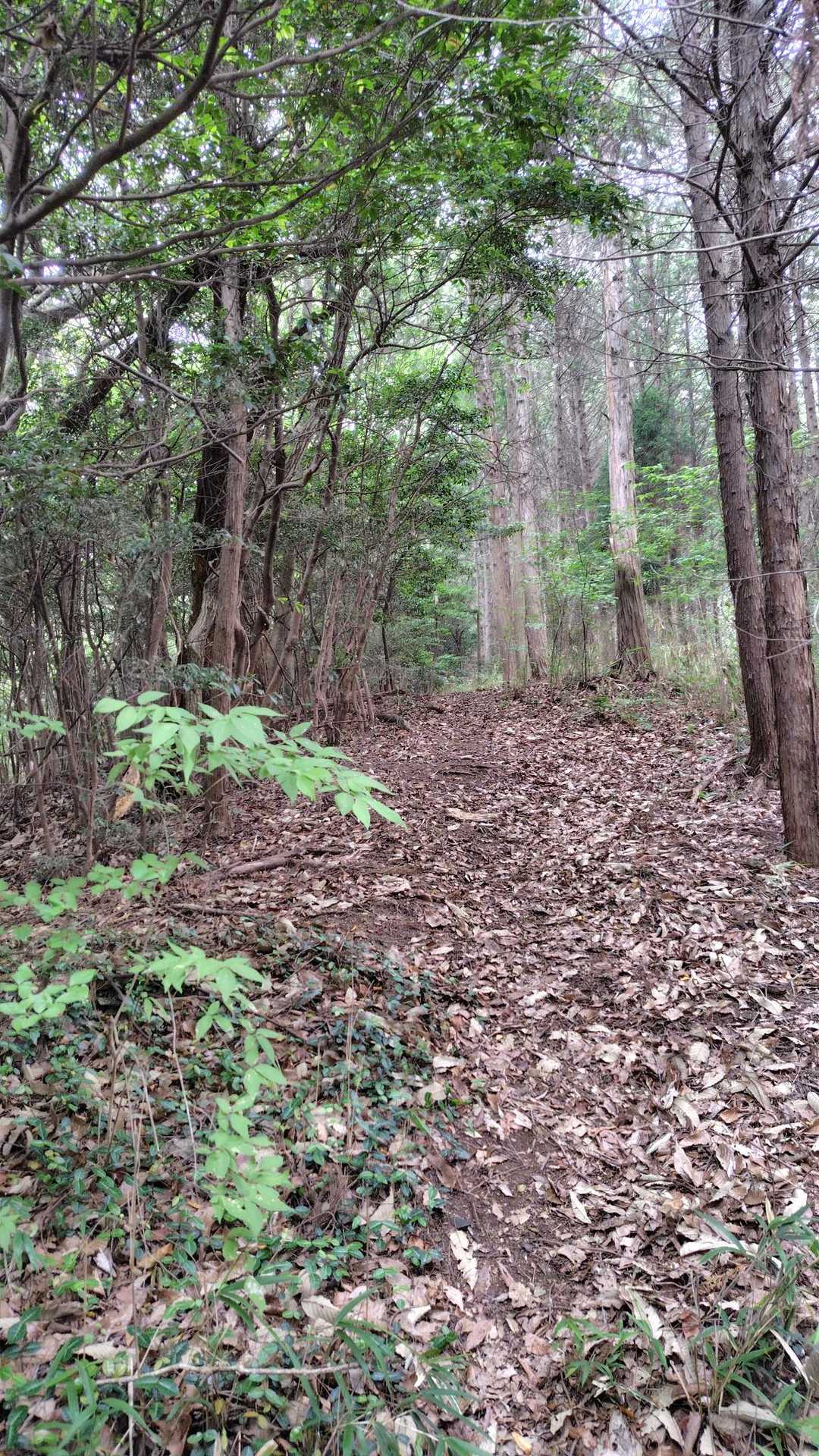 五頂山方向へ