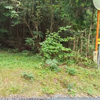 車道から再び登山道にはいりますが…